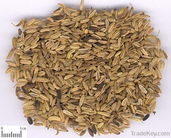 Fennel Powder