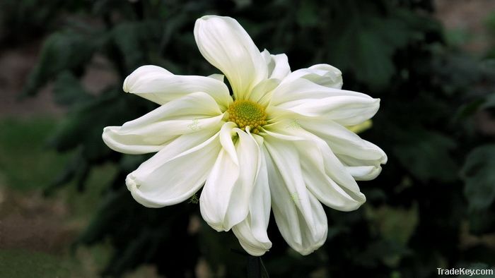 Chrysanthemum morifolium