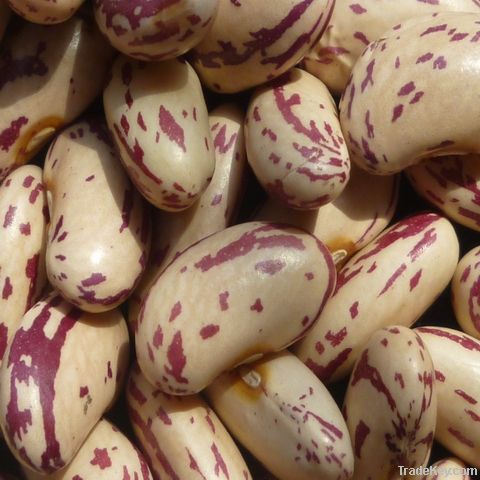 Light Speckled Kidney Beans, Long Shape