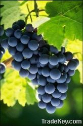 Fresh Fruit - grape(campbell early, Kyoho)