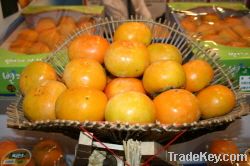 Korean Sweet persimmon