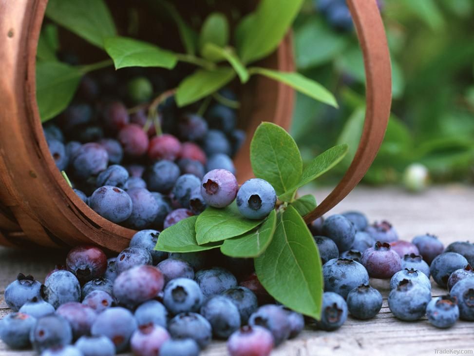 Bilberry Extract Anthocyanin 25%