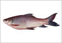 Rohu Fish