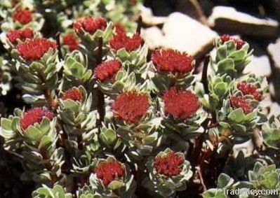 Rhodiola Rosea Extract