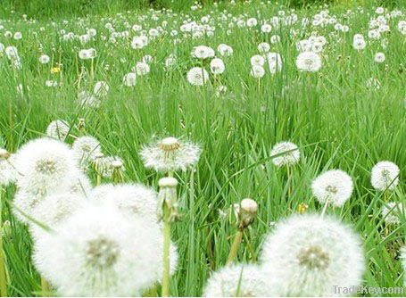 Dandelion Plant Extract