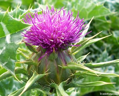 Milk Thistle Plant Extract