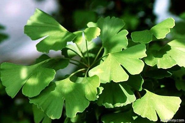 Ginkgo Biloba Leaf Plant Extract