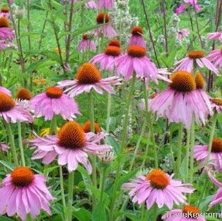 Echinacea Purpure Extract