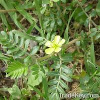 Tribulus Terrestris P.E