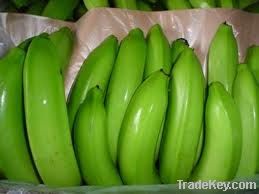 Cavendish Banana