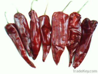 Jinta chilli