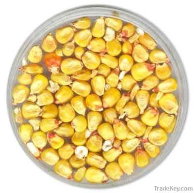 Hybrid Maize & Corn (Seeds I Grain I Kernal)