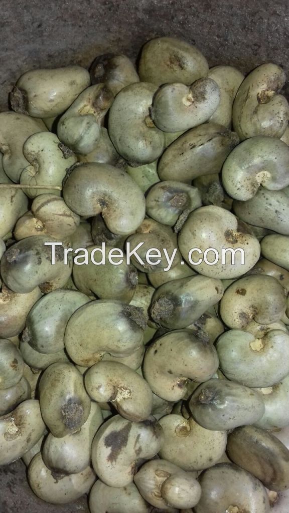 Cote D'Ivoire Origin Raw Cashew Nuts 2019 New Crop