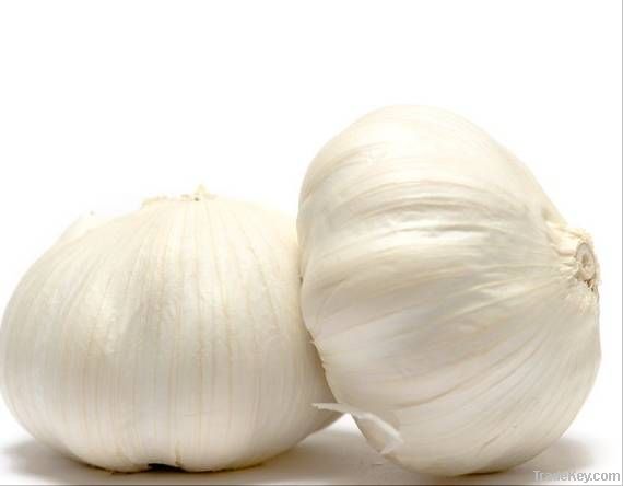 normal white garlic