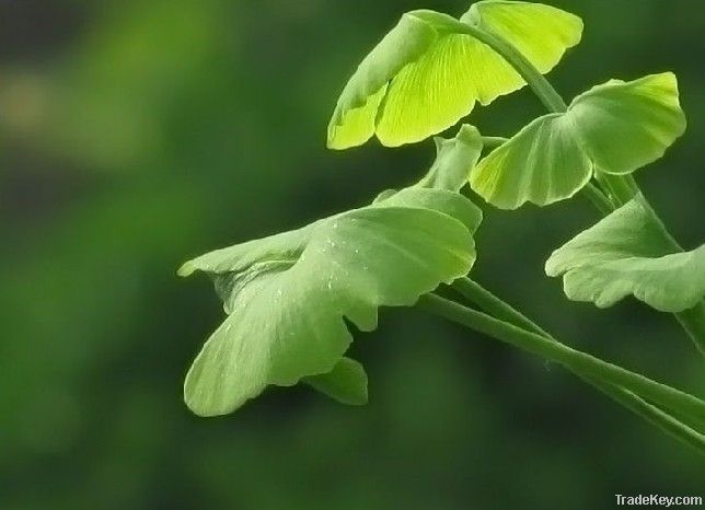 Ginkgo biloba extract USP