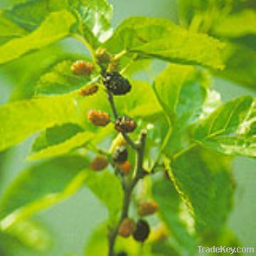 branded Leaf Extract