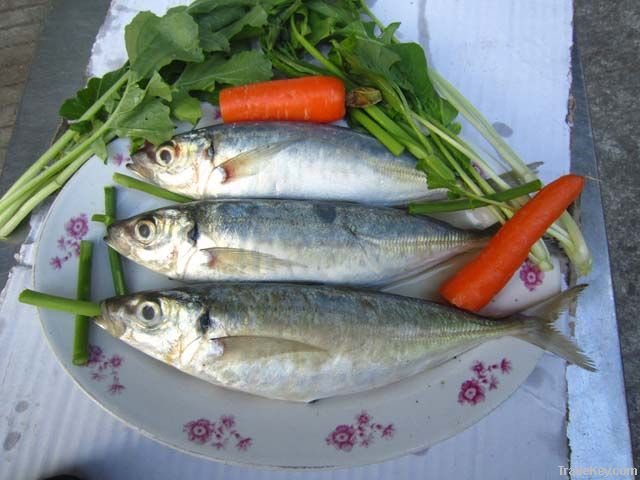 Frozen horse mackerel