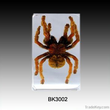 Real Insect Educational Toy Spider(Tarantula)