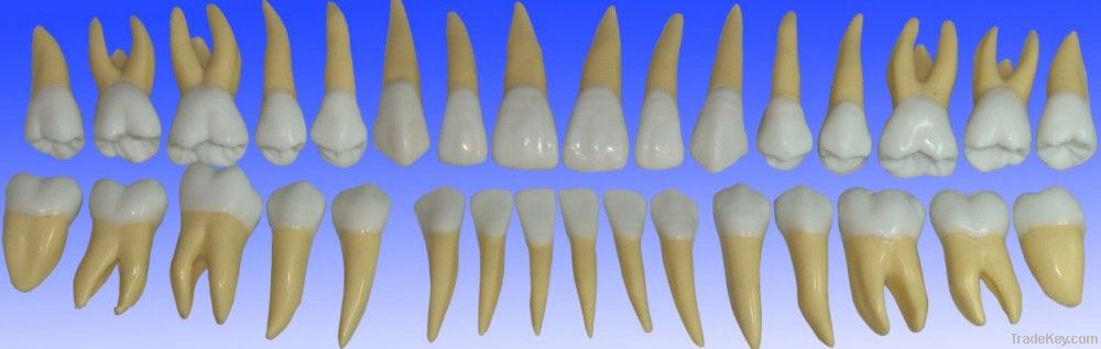 2 coloured life size permanent teeth model/Replacement Teeth For Typod