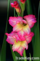 Fresh Gladiolus