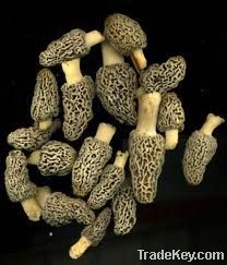 Morchella Conica