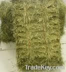 Rhodes Grass