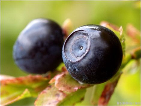 Bilberry Extract