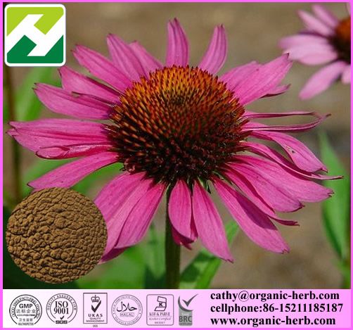 Echinacea Purpurea Extract