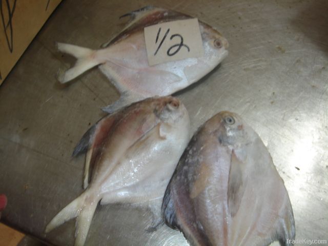 SILVER POMFRET AND BLACK POMFRET