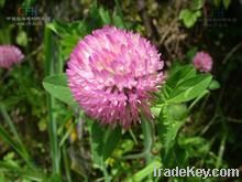 Red Clover P.E., Red Clover P.E.8%, Red Clover P.E.20%, Red Clover P.E.40