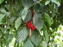 Schisandra Chinensis P.E., Schisandra Chinensis P.E.2%-9%