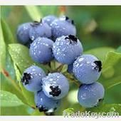 Bilberry P.E., Bilberry P.E.25%