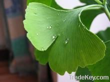 Gingko Biloba P.E., Gingko Biloba P.E.24%/6%