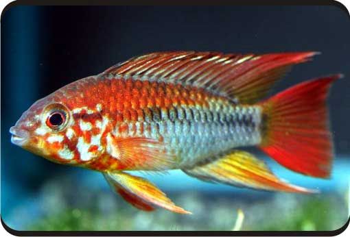 Tropical fish, ornamental fish, tetra, catfish, apistograma