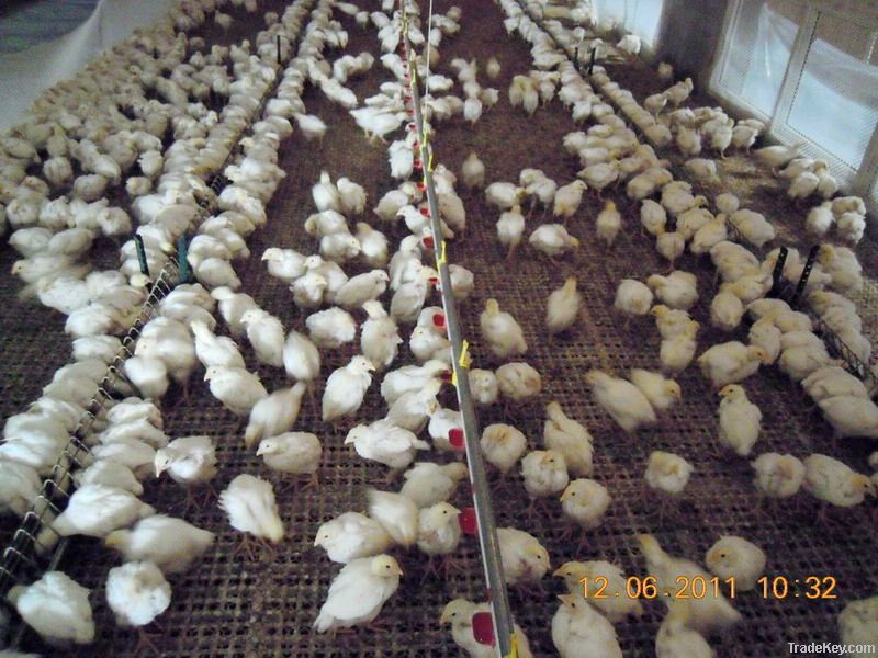 Breeder chain feeder system