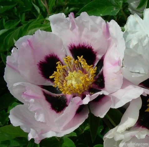 Rockii tree peony