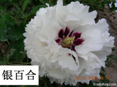 White Rockii tree peony