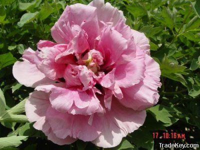 Pink rockii tree peony