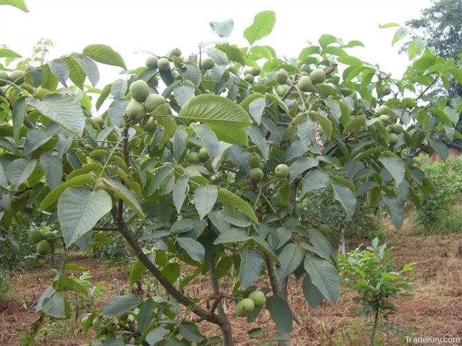 Walnut seedlings