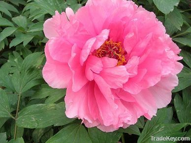 Chinese tree peony