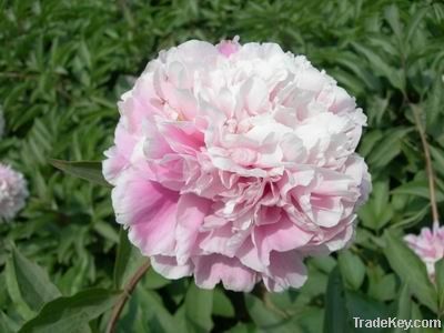 Herbaceous peony