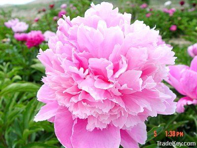 Peony plants