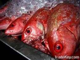 Frozen Red Snapper