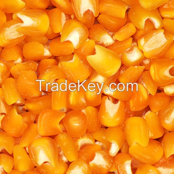 Yellow Hominy