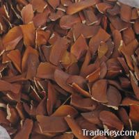 Big Leaf Mahogany Seeds