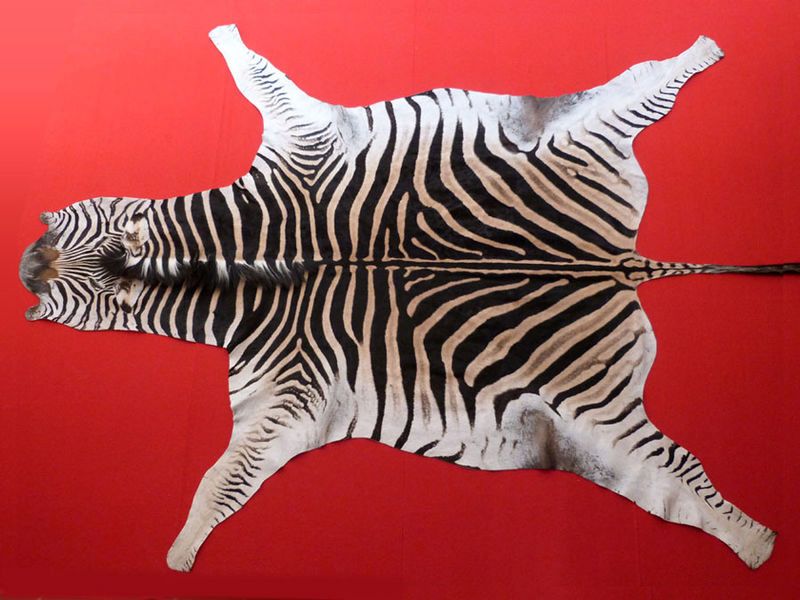 ZEBRA SKIN RUG AND AFRICAN HIDE