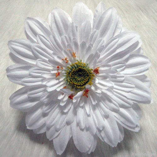 gerbera daisy