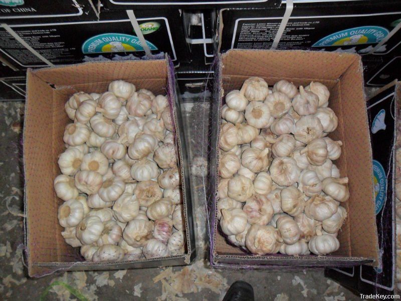 Fresh garlic