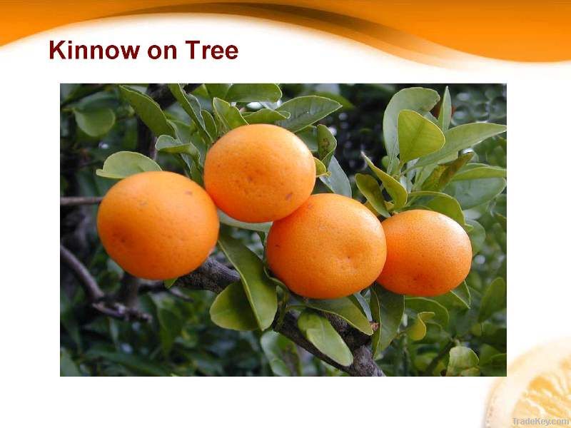 Citrus Fruit Fresh Mandarin (Kinnow)