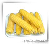 Maize Starch